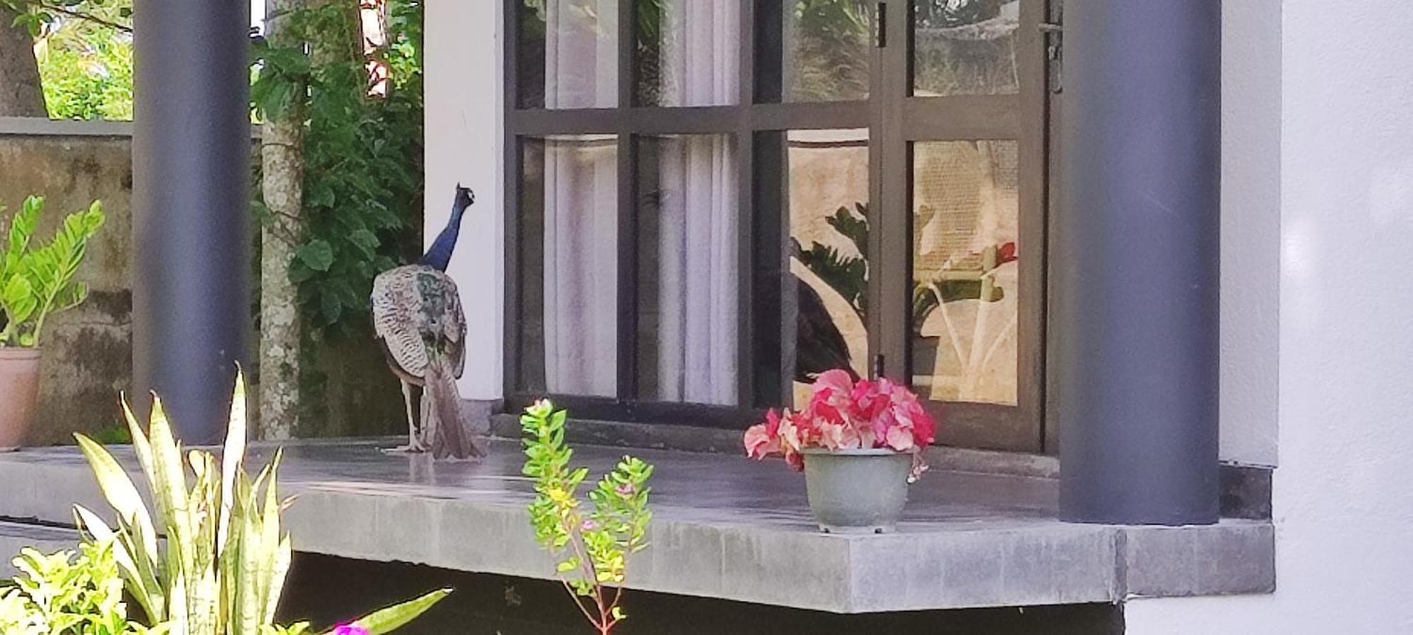 Mango Tree Villa Bentota Zewnętrze zdjęcie